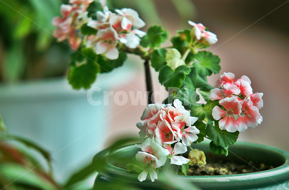 제라늄,꽃,식물,관상용,화분,분홍,쥐손이풀과,식물,자연,plants,nature,꽃,flower,실내용화초,화분,화초,house plant