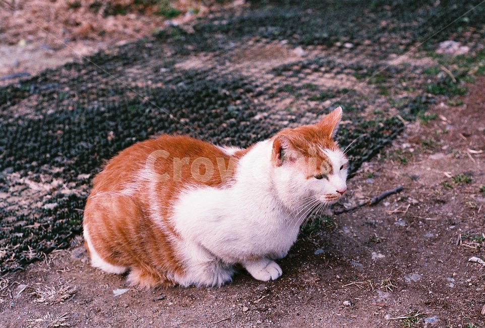 고양이,길고양이,노랑고양이,식빵굽는고양이,cat