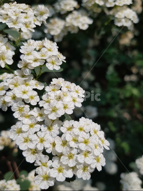 흰꽃,꽃,자연,flower,식물