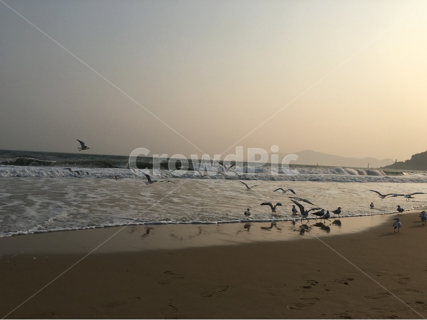해변,바다,갈매기,모래사장,바닷가,노을,해변가,자연,풍경,nature,landscape,한국자연풍경,한국자연경관,korea nature landscape,해변,바다,beach,sea,동물,animal,조류,새,birds,outdoors,옥외,ocean,대양,water,물,human,인간,person,사람