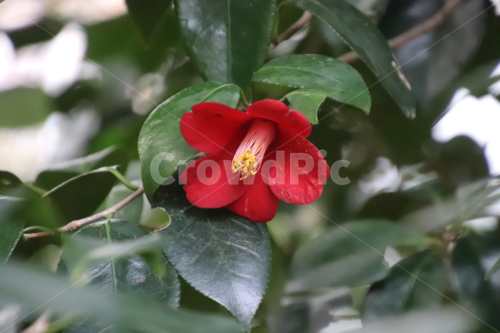 나무,꽃,겨울,봄,동백,식물,자연,plants,nature,꽃,flower