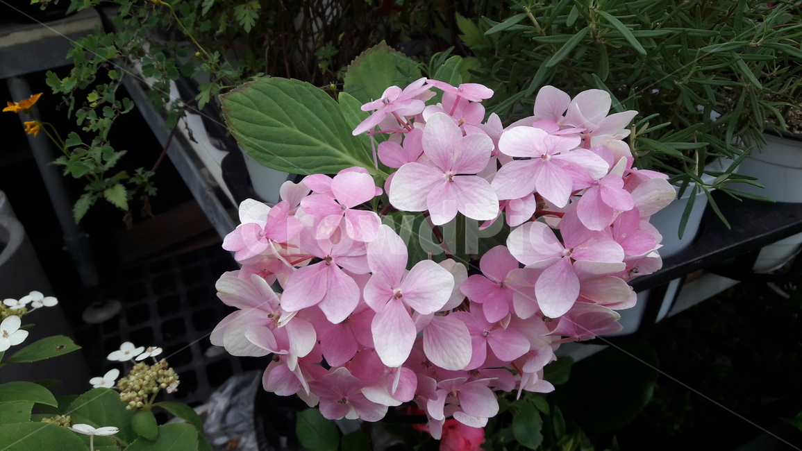 nature,flower of korea,hydrangea,summer flowers,summer