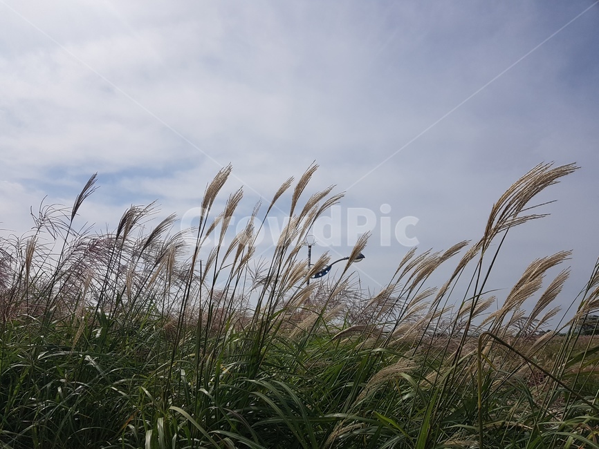 갈대,reed,식물,plant,nature,자연