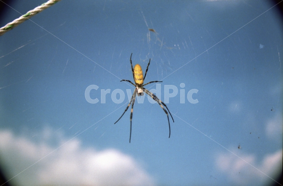 무당거미,거미,곤충,벌레,필름,필름카메라,사진,접사,근접사진,bugs,spider,동물,animal,곤충,벌레,insect,bug