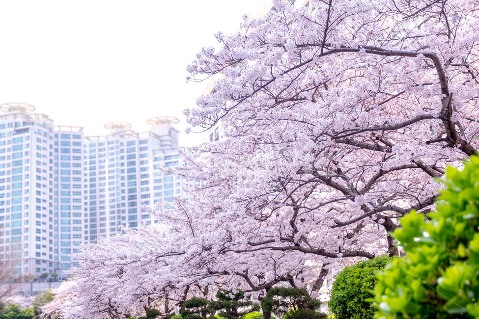 경치,마을,나무,도심,도시,벚꽃,봄,풍경,경관,꽃,blossom