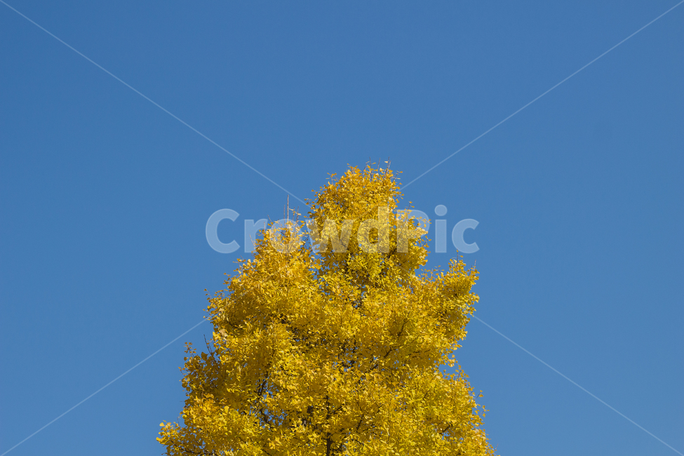 은행나무,은행잎,가을,자연,autumn,fall,ginkgo,yellow,은행,가을,계절,fall,autumn,season,plant,식물