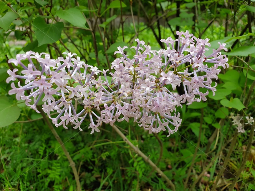 flower,꽃,자연,봄,산,식물,자연,plants,nature,꽃,flower