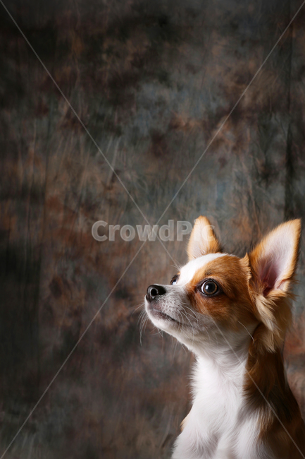 강아지,개,스튜디오,치와와,장모치와와,dog,puppy,studio,chihuahua,longhairedchihuahua,동물,animal,포유류,mammal,개,강아지,dog,doggy