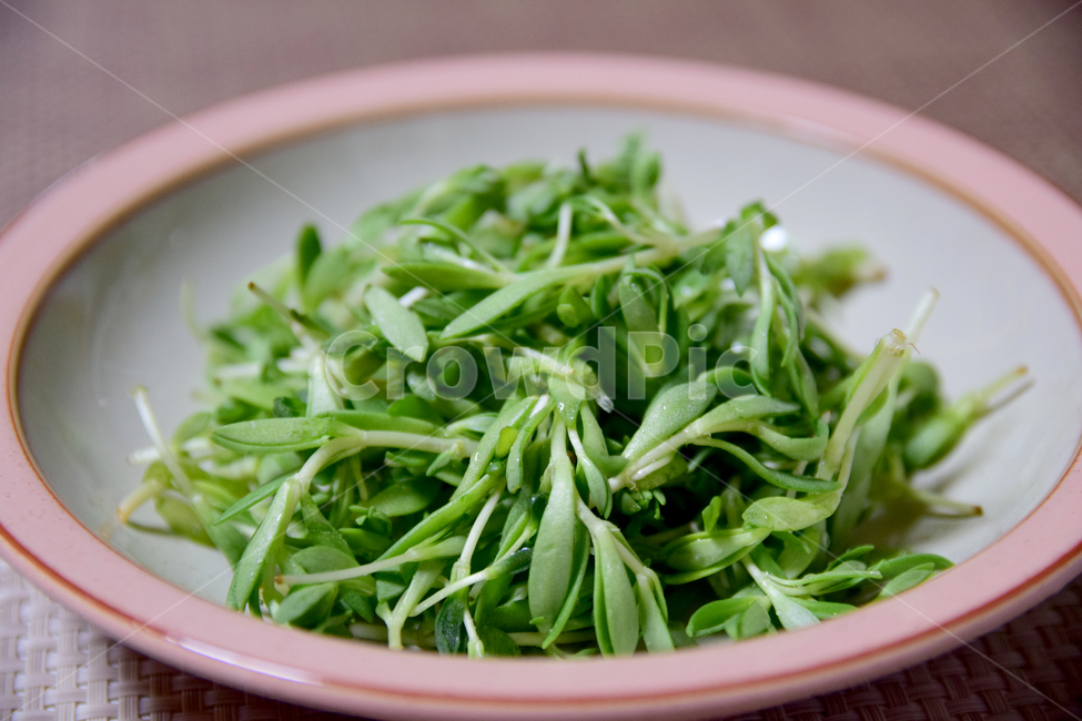 봄나물,나물,돌나무,식물,음식,반찬,plants