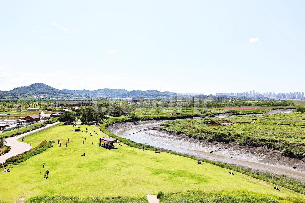 시흥갯골생태공원,공원,식물,자연,풍경,갈대,잡초,여름,게절,자연,풍경,nature,landscape,field,들,outdoors,옥외,grassland,목초지