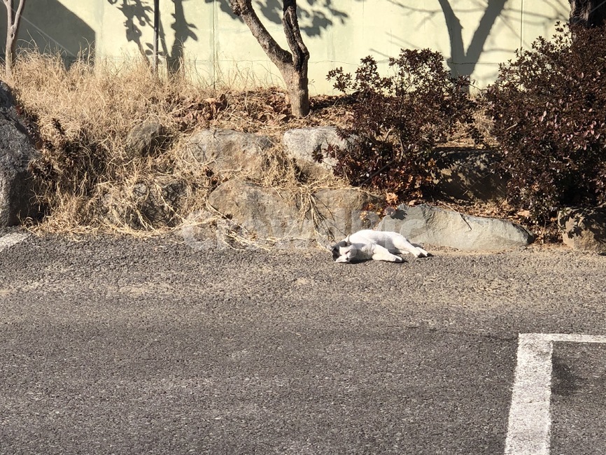 고양이,동네고양이,cat,animal,kitty