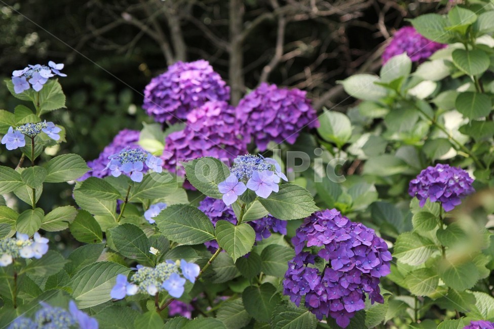 보라꽃,보라색,자연,꽃,꽃잎