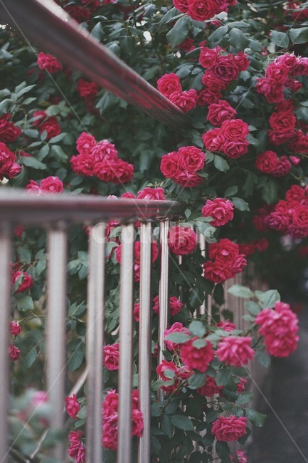 장미덩쿨,장미,로즈,rose,꽃,넝쿨,붉은색,식물,자연,plants,nature,꽃,flower