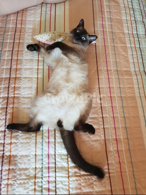 고양이,샴,반려동물,cat,동물,고냥이,샤미,샤미즈,animal