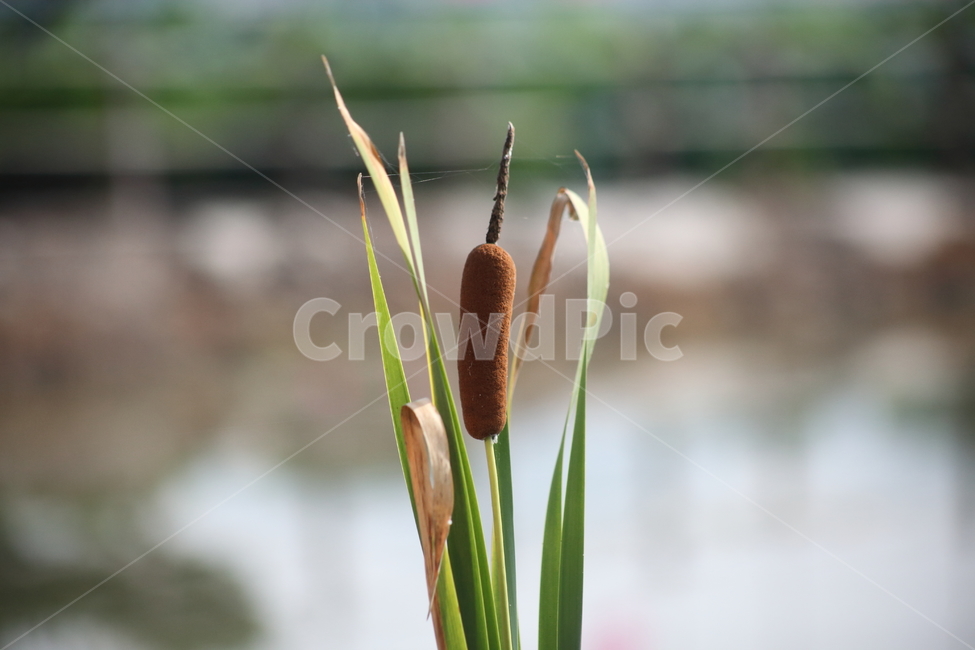 부들,감포,식물,cattail,수생식물