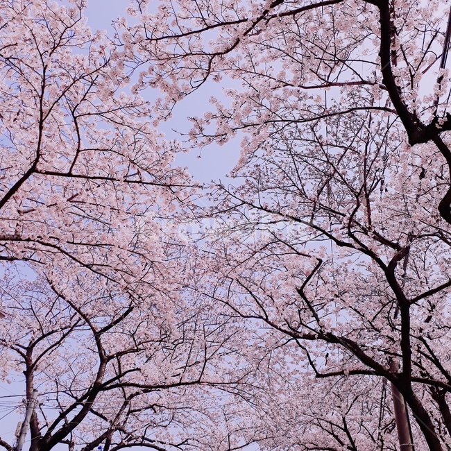 벚꽃,꽃,봄,분홍,감성