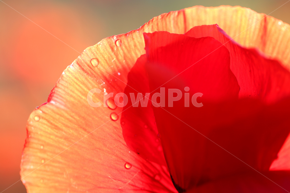 korea,gangwondo,landscape,nature,flower,poppy,garden,senset,summer,한국,자연,풍경,꽃,양귀비,양귀비밭,노을,여름,여름꽃,계절,식물,자연,plants,nature,꽃,flower,색깔,색상,색채,색감,color sense,color sensitivity,feeling of color