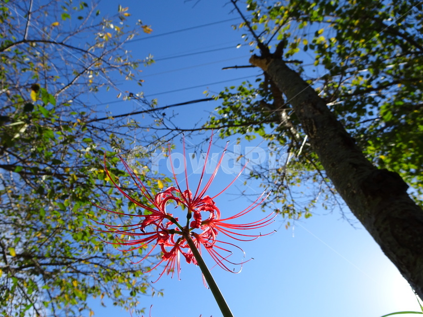 꽃,꽃무릇,상사화,하늘,빨강,식물,자연,plants,nature,꽃,flower