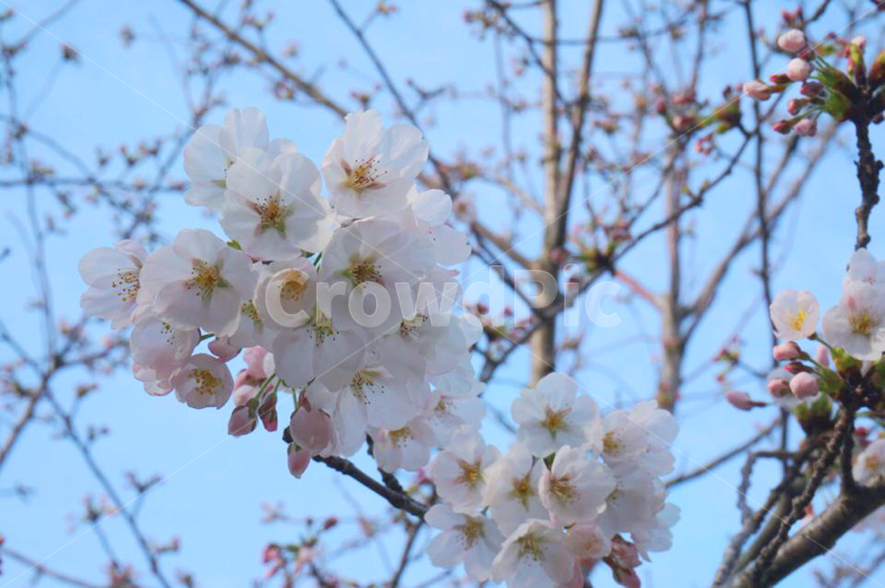 봄,벚꽃,꽃,식물,flower,cherryblossom,꽃놀이,봄놀이,봄꽃