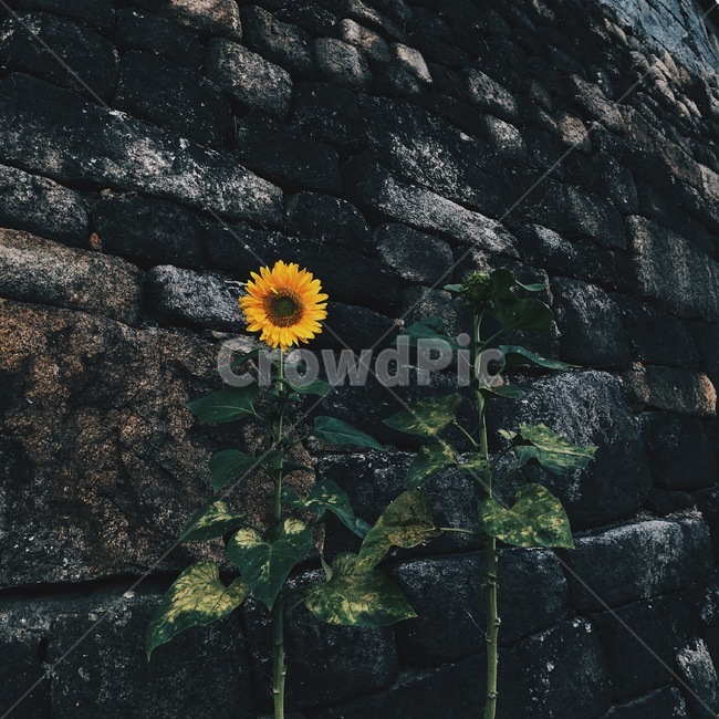 해바라기,돌담길,돌담,sunflower,stonewall,고즈넉,식물,자연,plants,nature,꽃,flower