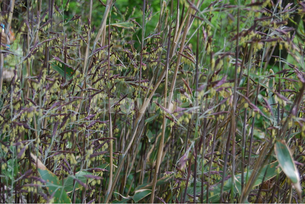 봄,나무,들꽃,spring,자연,식물,자연,plants,nature