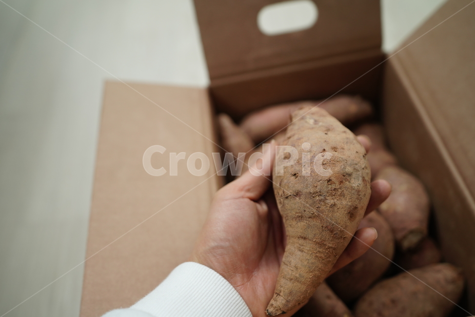 고구마,작물,식물,음식,건강식,채소,박스,먹방,생물,농사,상자,푸드,food,먹거리,간식,겨울,채소,야채,vegetables