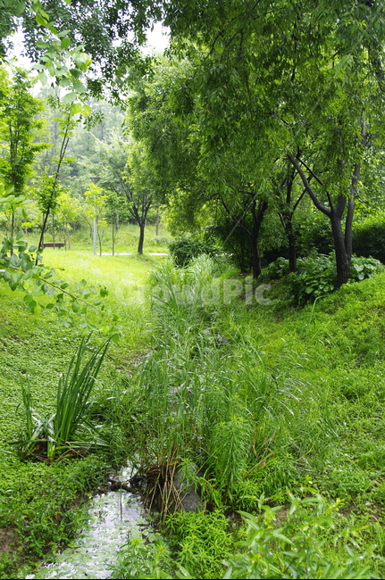 비,초록,잎,나무,식물,plant,자연,nature,자연,풍경,nature,landscape,outdoors,옥외,field,들,grassland,목초지,farm,농장,rural,농촌