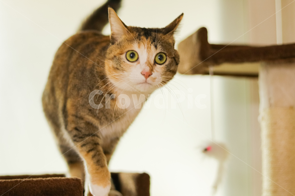 고양이,반려묘,냥이,동물,반려동물,동물,animal,포유류,mammal,고양이,cat,kitten,kitty