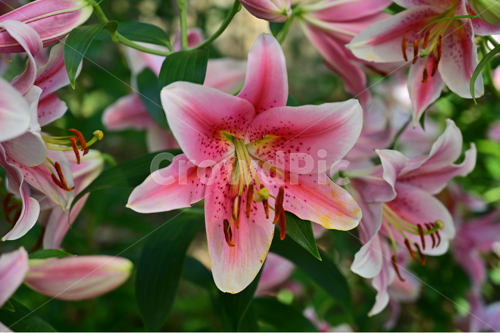 꽃,flower,백합,lily,식물,자연