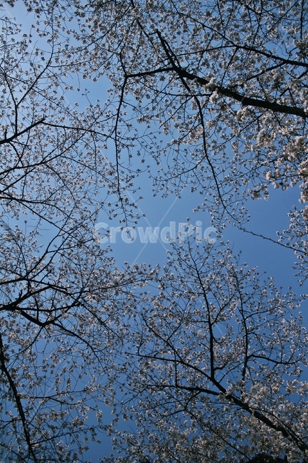 flower,blossom,plant,꽃,식물