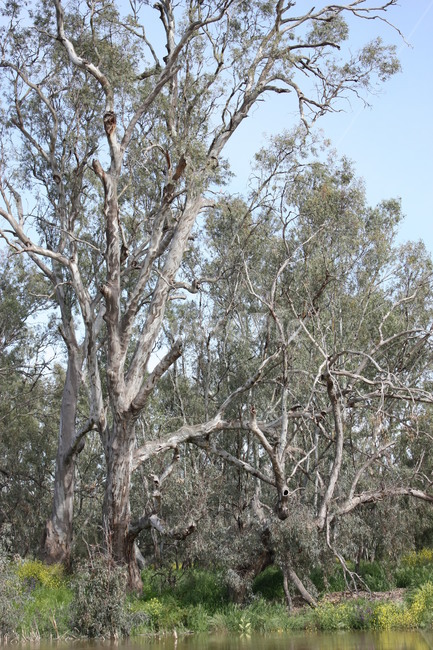 plant,식물,tree,나무,treetrunk,나무줄기,슾지,정글,호주