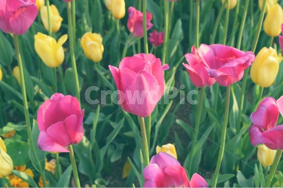 plant,식물,꽃,툴립,flower