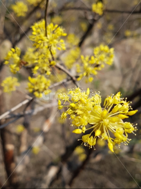 plant,식물,꽃,산수유꽃,산수유마을,식물,자연,plants,nature,꽃,flower