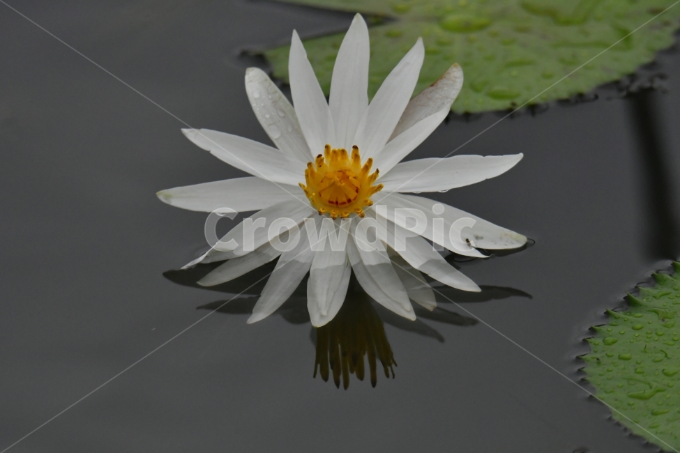 수련,연꽃,여름,연못,호수,식물,자연,plants,nature,꽃,flower