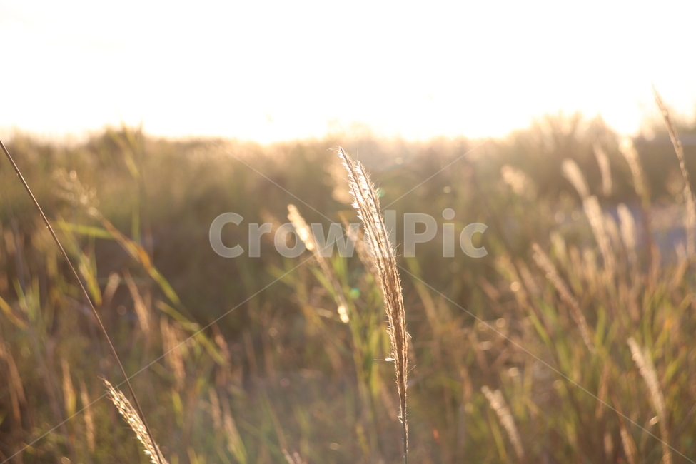 갈대,가을,노을,억새,풀,풍경,가을,계절,fall,autumn,season,식물,자연,plants,nature,grass,잔디,plant,food,음식,grain,곡물,vegetable,야채
