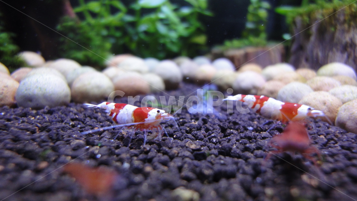 crs새우,어항,체리새우,관상새우,물고기,빨강,초록,흰색,흑색,red,white,green,black,물,water,Shrimp,동물,animal