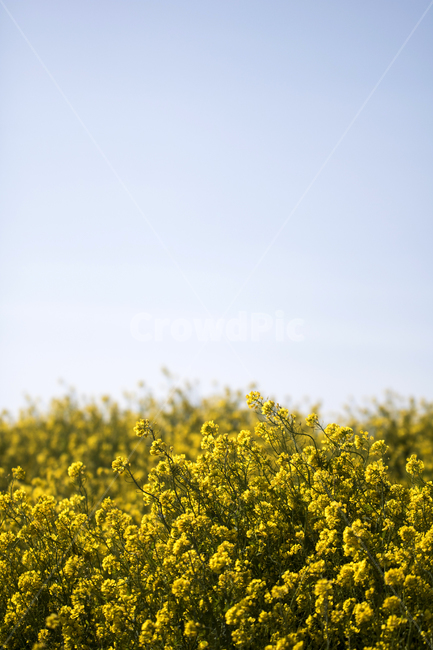유채꽃,유채,꽃,봄,봄꽃,하늘,봄,계절,spring,season,자연,풍경,nature,landscape,field,들