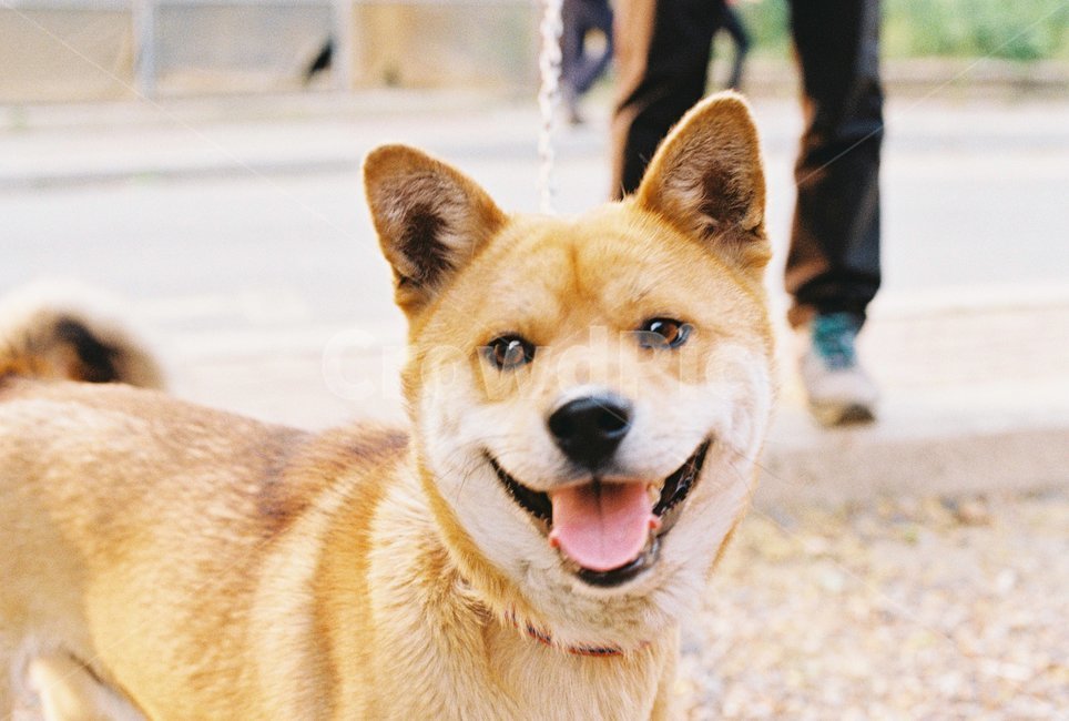 강아지,개,진돗개,시바견,동물,dog,동물,animal,포유류,mammal,개,강아지,dog,doggy