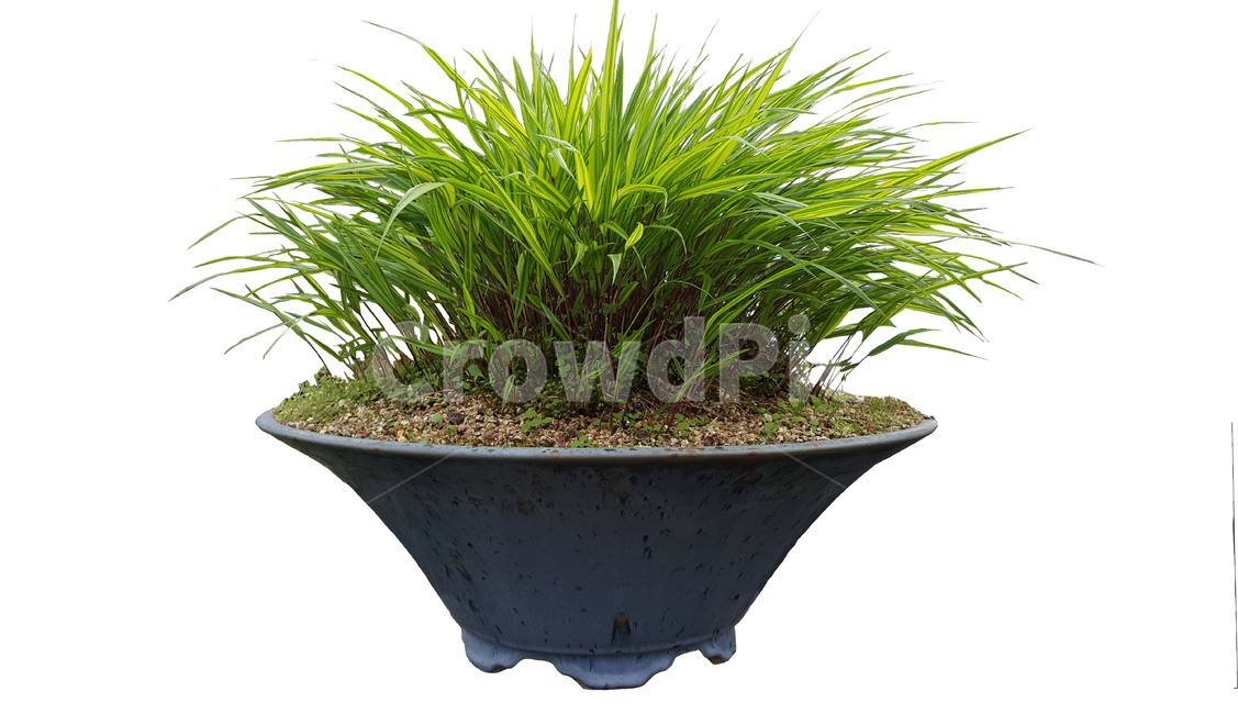 화분,식물,도기류,vase,jar,항아리