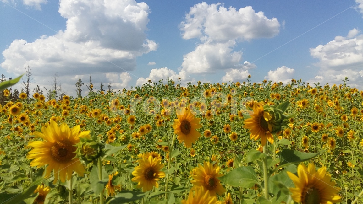 해바라기,꽃,하늘,가을,구름,자연,풍경,nature,landscape,식물,plants,꽃,flower,plant