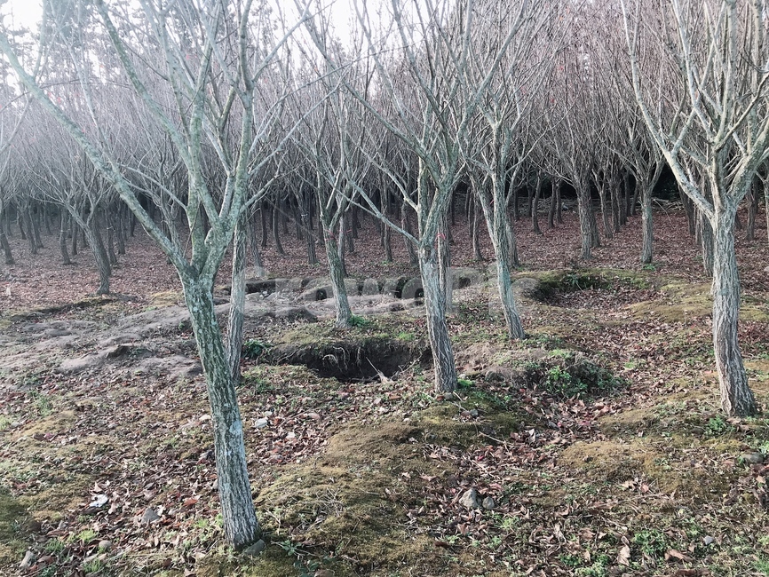 제주,겨울,나무,겨울느낌,황량함,자연,풍경,nature,landscape,ground,바닥,plant,식물,tree,vegetation,초목,woodland,삼림지,land,땅,outdoors,옥외,forest,숲