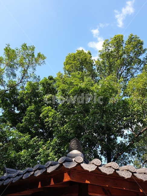 tree,나무,plant,식물,풍경,한옥,지붕,식물,자연,plants,nature,나무,trees,wood
