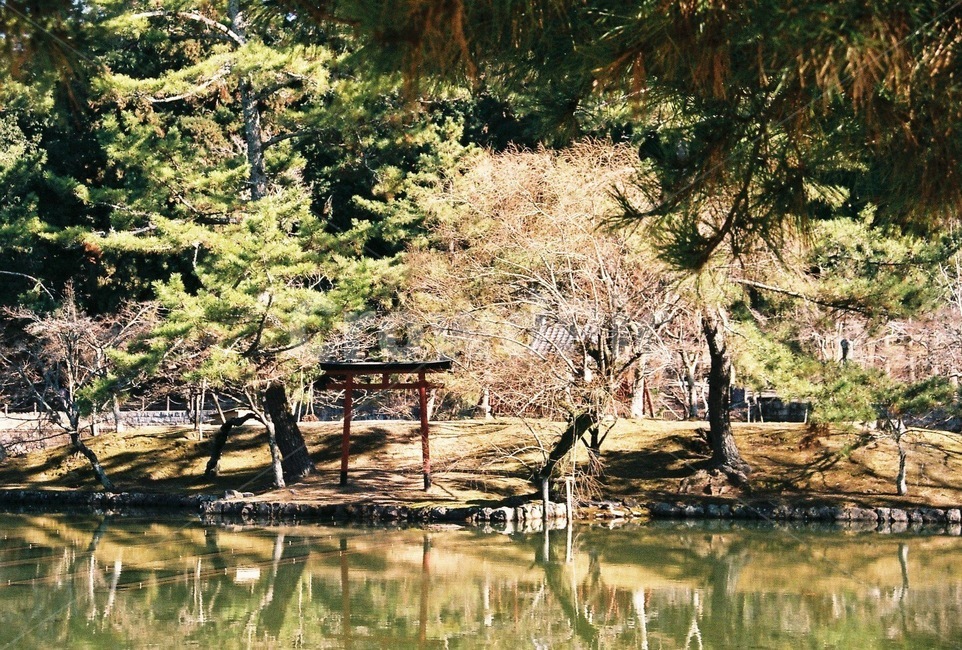 일본,교토,필름카메라,연못,나무,겨울,가을,마루야마공원,자연,풍경,nature,landscape,water,물,outdoors,옥외,land,땅,tree,plant,식물