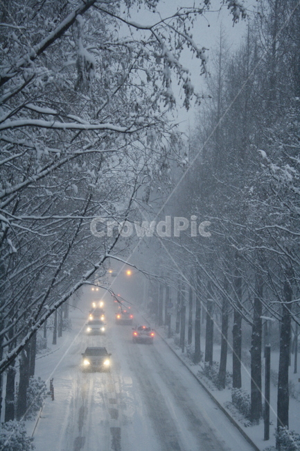 눈,도로,겨울,나무,겨울나무,폭설,겨울,계절,winter,season,교통,교통수단,traffic,transportation