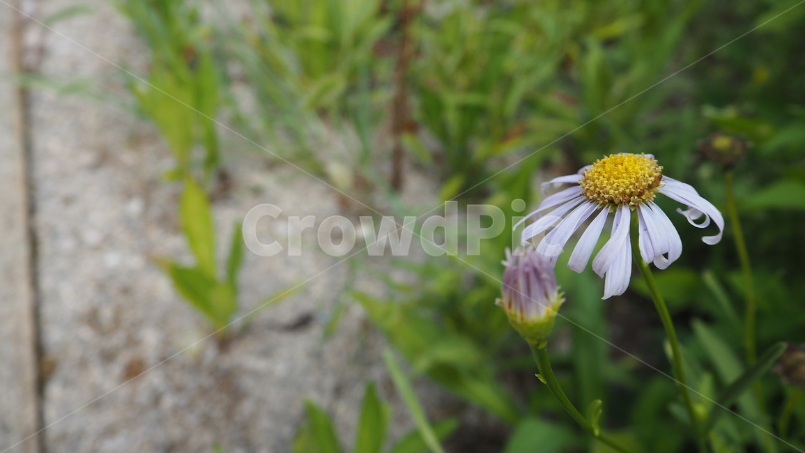 야생화,꽃,식물,자연,옥외,데이지,daisy,wildflower,flower,plant,outdoors,nature,blossom,식물,자연,plants,nature,꽃,flower