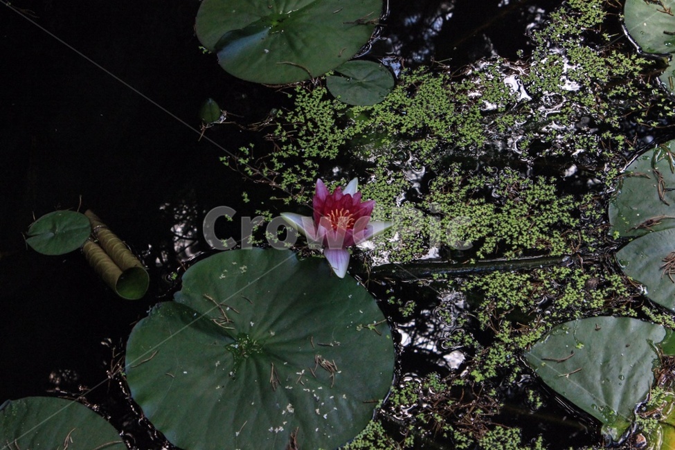 수련,수련꽃,꽃,연못,식물,초록색,분홍색,nymphaeatetragona,flower,pool,plant,어두운,식물,자연,plants,nature,꽃,flower