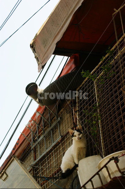 cat,animal,동물,고양이,길냥이,캣