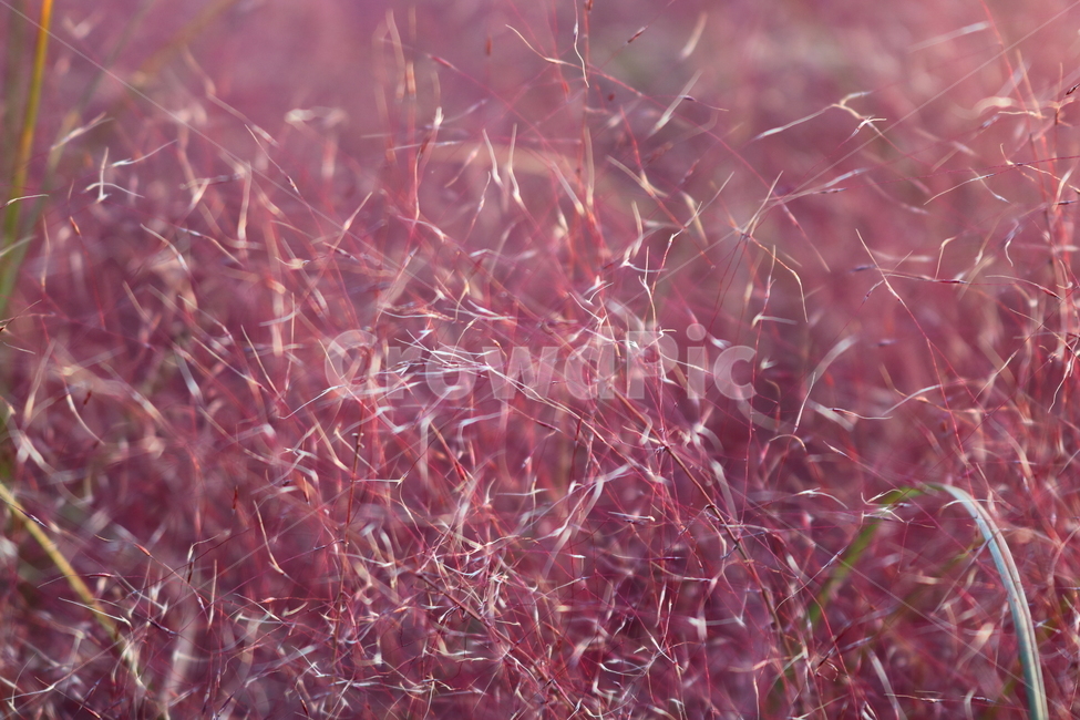 핑크뮬리,뮬리,식물,자연,벼과,분홍쥐꼬리새,가을,가을,계절,fall,autumn,season