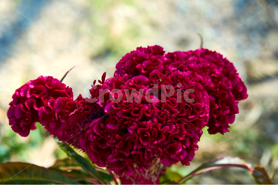 맨드라미,plant,식물,blossom,꽃,flower,celosiacristata,자주색,진한색,nature,부드러운,식물,자연,plants,nature,꽃,flower