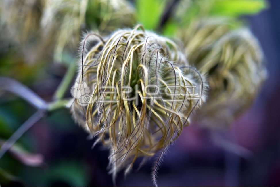 큰꽃으아리,개비머리,전자련,미나리아재비과,lilacclematis,덩굴식물,종자번식,관상용,암술대